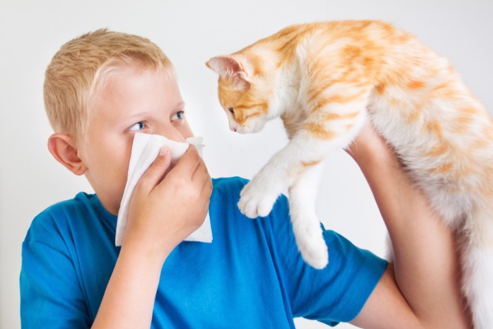 На данный момент актуальна тема влияния контактов с животными на развитие астмы и аллергии.
