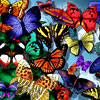 Защита проекта «Удивительный мир бабочек»