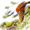 Экологический праздник о птицах «Почему их так называют?»